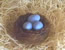 Nest and Eggs